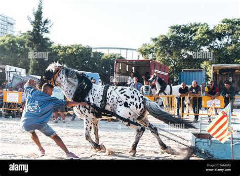 VALENCIA, SPAIN - September 14,2019: Horse pulling competition. Horse ...