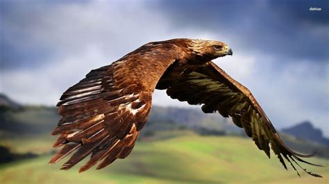 Golden Eagle Wallpapers - Wallpaper Cave