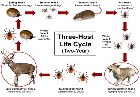 What You Need to Know About Michigan’s Ticks - Integrated Pest Management