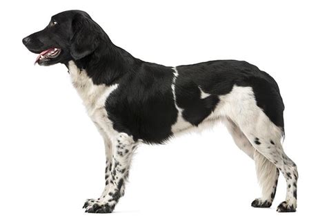 Stabyhoun - Dog Breed Information