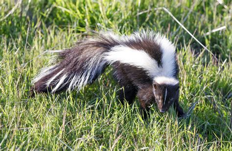 Should You Keep a Skunk as a Pet?