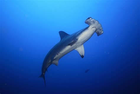 Endangered hammerhead sharks being dumped by their thousands, new data ...