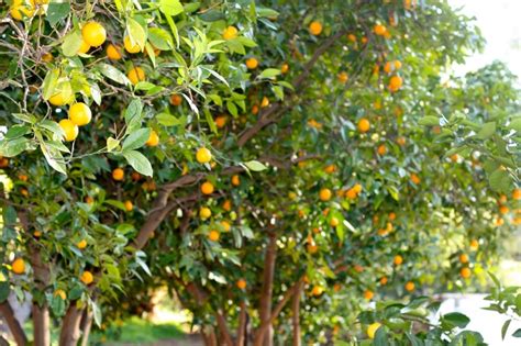 citrus orchard | Home | Pinterest