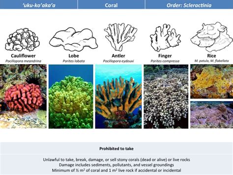 Coral Reefs | Managing Reefs