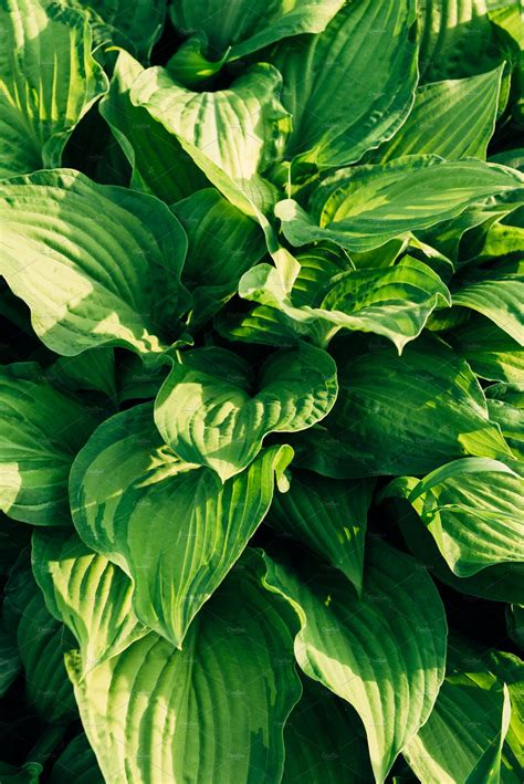 Large green leaves of a garden plant | Garden plants, Plants, Green leaves