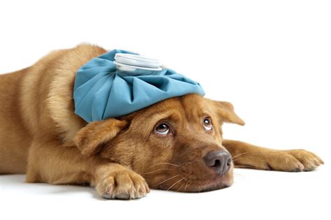 Metronidazole in Dogs: What to Know | The Village Vets