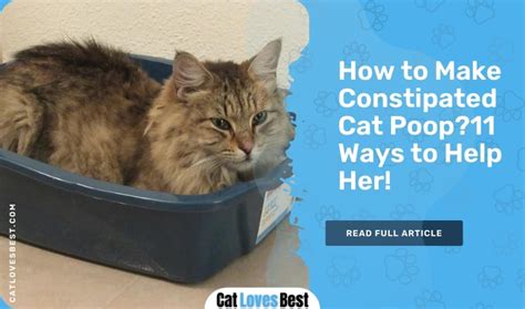 How to Make Constipated Cat Poop?11 Ways to Help Her!