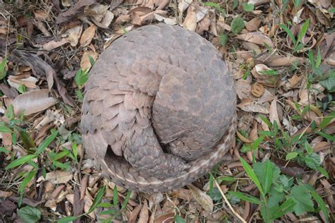 Scaling Up Pangolin Conservation Like Never Before | IUCN