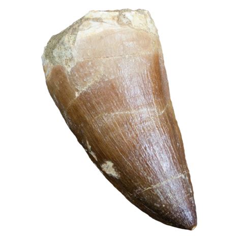 Buy Real FOSSIL MOSASAUR TOOTH - Excellent Fossil - Creataceous Period ...