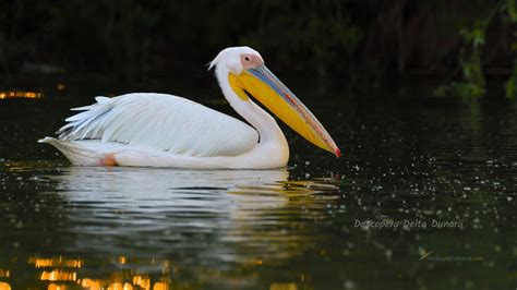 Pelicanul comun | Descopera Delta Dunarii