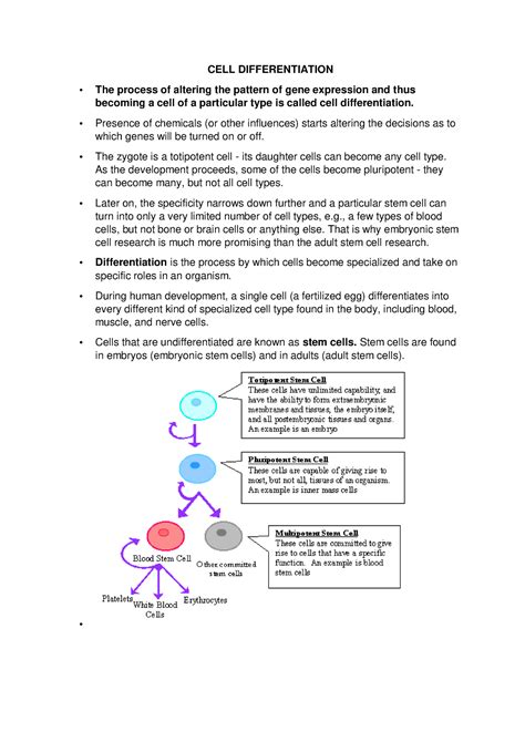 Cell Differentiation & Stem cells - CELL DIFFERENTIATION The process of ...