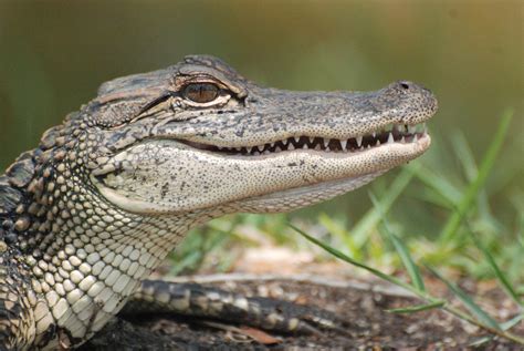 American Alligator Free Stock Photo - Public Domain Pictures