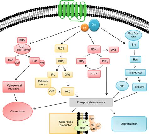 Formyl Peptide Receptor | SpringerLink