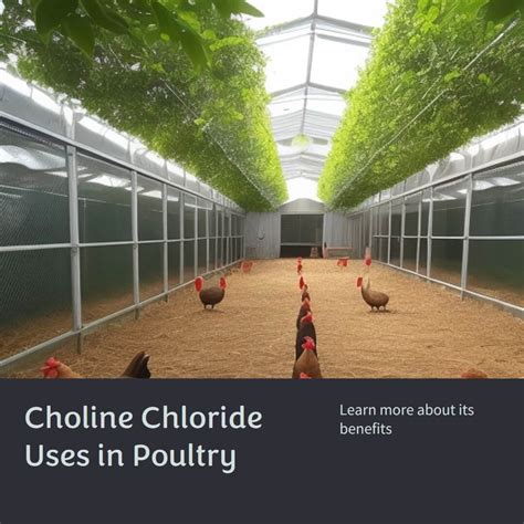 The Ultimate Guide to Choline Chloride Uses in Poultry - PANGOO