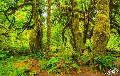 Hoh rain forest in Olympic national park, Washington - Axis Medical ...