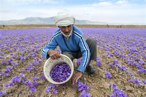 Mehr News Agency - Saffron harvest