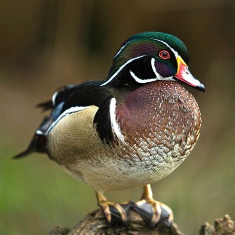 We still have Wood Ducks available to ship within just a week or two ...