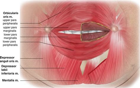 Muscles Of Lips | Lipstutorial.org