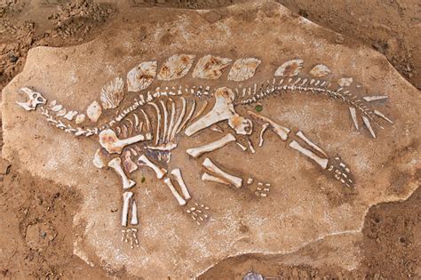 What Are Fossils and Where Are They Found the Most? | Discover Magazine