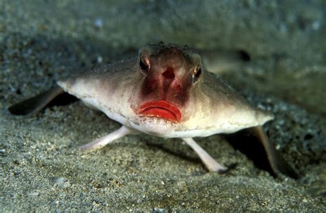 Pez murciélago de labios rojos - Mis animales