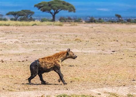 33 Wild Spotted Hyena Facts (Crocuta crocuta) Diet, Cubs ...