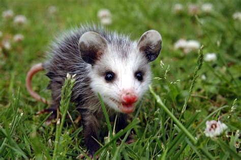 25 Cute Possum and Opossum Pictures | Reader's Digest