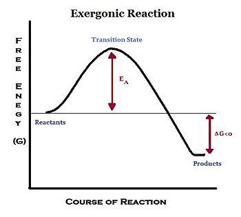 In an exergonic reaction, what is the DeltaG? | Socratic