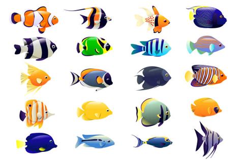 Tropical Fish Background