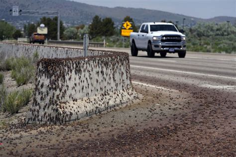 Una plaga de millones de grillos provoca caos en Nevada | Internacional ...