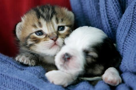 Cute Puppy And Kittens - 2500x1667 Wallpaper - teahub.io