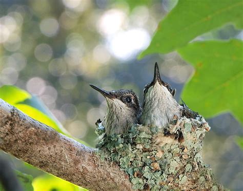 10 Adorable Pictures of Baby Hummingbirds - Birds and Blooms