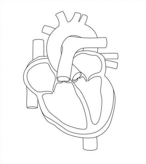 Label the Heart worksheet | Human heart diagram, Heart diagram, Simple ...