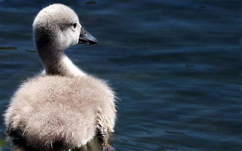 swan, swan baby, baby swan, lake, water bird, cygnet, fluffy, cute ...