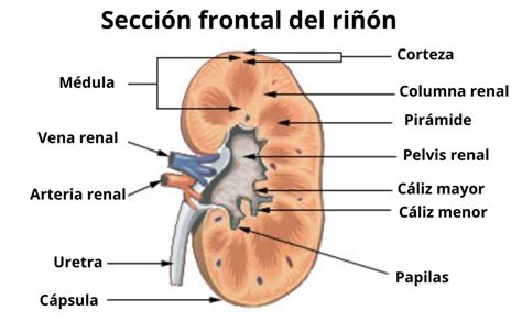 Papila renal: características, histología, funciones