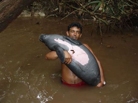 Dwarf manatee - Alchetron, The Free Social Encyclopedia