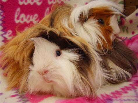 Glynneath Guinea Pig Rescue and Boarding 01639 721127 10am-4pm: Gwyn ...