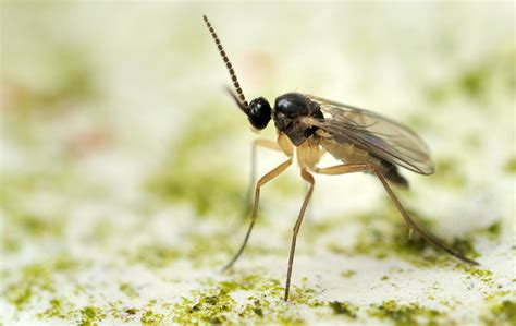 Fungus Gnat Identification | FAQS About Fungus Gnats (2023)