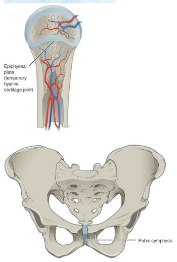 Cartilaginous Joint | Structure, Function & Examples - Lesson | Study.com