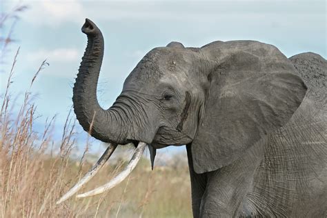 File:African elephant warning raised trunk.jpg - Wikipedia