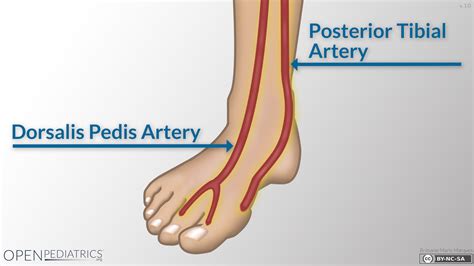 Tibialis Posterior