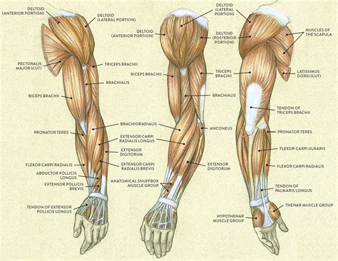 Arm Muscle Diagram Drawing Muscle Anatomy Of The Arm Anatomy | Images ...