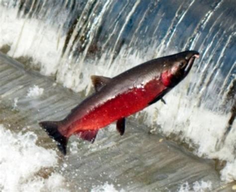 Coho Salmon Information and Picture | Sea Animals