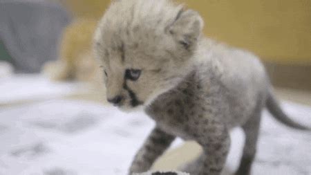 Cheetahs don’t roar… but the adorable noises they do make will surprise ...