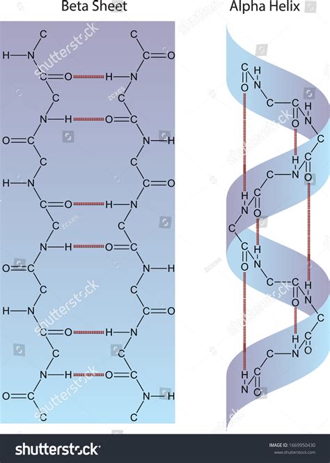 Estructura de proteínas: hoja alfa Helix: vector de stock (libre de ...