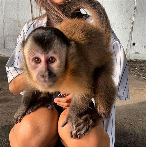 capuchin monkey for sale near me - Capuchin monkey breeder 20 in 2021 ...