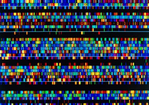 A complete human genome sequence is close: how scientists filled in the ...