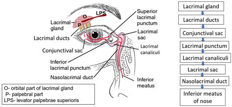 Lacrimal Apparatus Eye Model