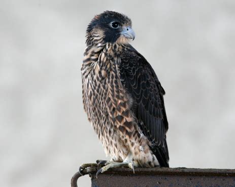 Baby Peregrine Falcon Stock Photo - Download Image Now - iStock