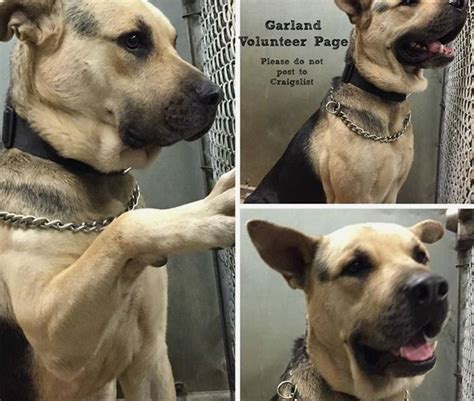 DOGS ON HOLD - stray and owner surrenders - Garland Animal Shelter ...