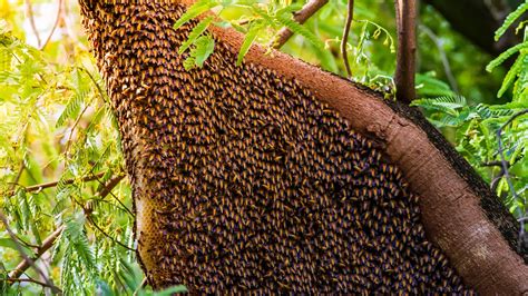 Honey Bee Nest: Identification and How to Get Rid of It - A-Z Animals